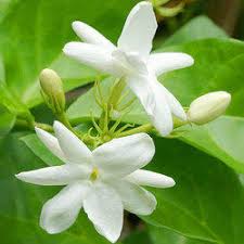 White Jasmine Flower, for Decorative, Vase Displays, Occasion : Birthday, Party, Weddings