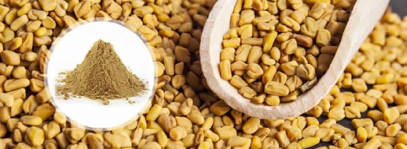 FENUGREEK SEEDS and POWDER