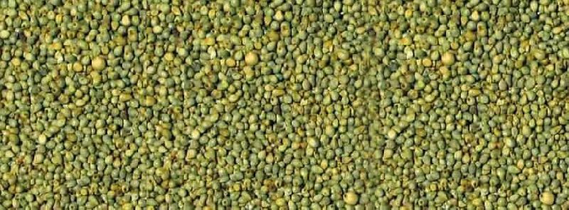 green millet