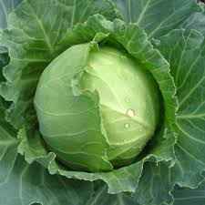 Organic Fresh Green Cabbage