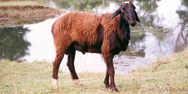 Deccani Sheep