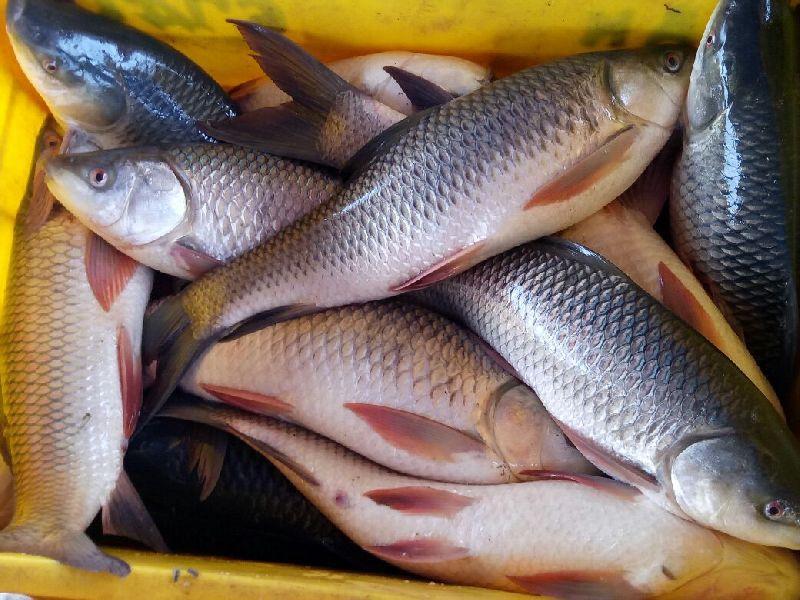 Rohu fish live, Packaging Type : Carton Box