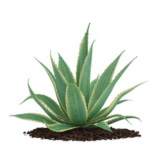Aloe vera Plants, Certification : CE, EEC, FDA, GMP, MSDS, HACCP, WHO, HALAL, ISO