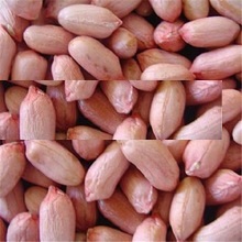 Common raw peanut kernel