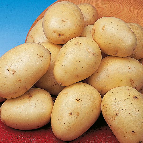 Organic fresh potato, Shelf Life : 15-20 Days