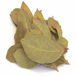 bay leaf or bay-laurel