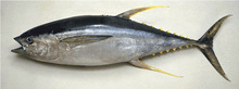 yellow fin tuna fish