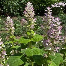 Clary Sage Oil, Certification : MSDS, Certificate of Analysis