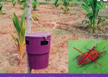 Plastic Red Palm Weevil Trap, Color : Purple