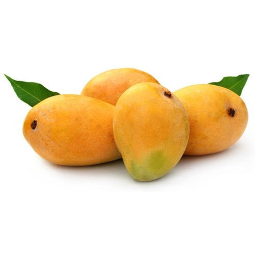 Organic Mango, for Direct Consumption, Food Processing, Color : Yellow