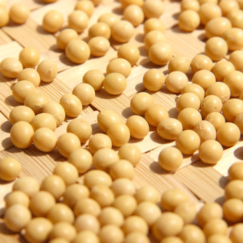 Organic Soybean Seeds