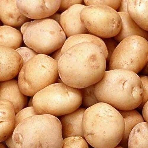Organic Jyoti Potato, Shelf Life : 2 Months