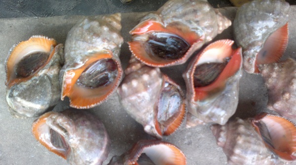 Shell Fish Meat