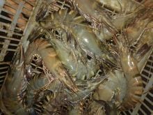TIGER PRAWNS SHRIMPS, Freezing Process : BQF
