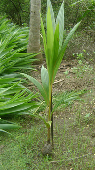 cocos nucifera palm