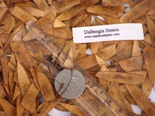 Dalbergia Sissoo Seeds