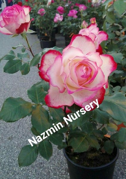 Pink Rose Plant, for Decoration, Feature : Colorful Pattern, Freshness, Natural Fragrance