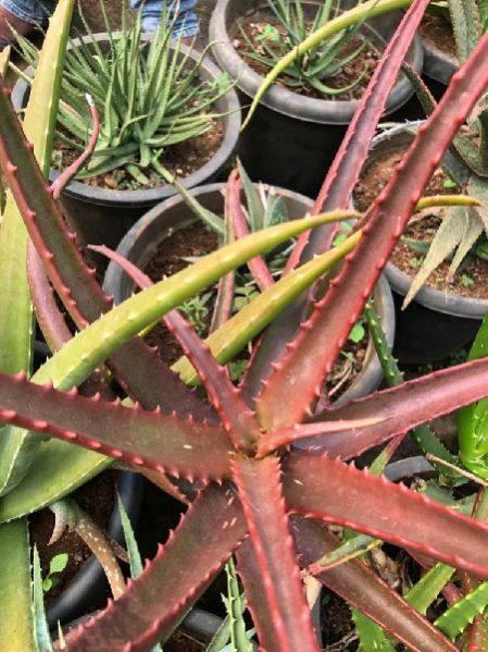 Common Red Aloe Vera Plant, for Medicines, Color : Green