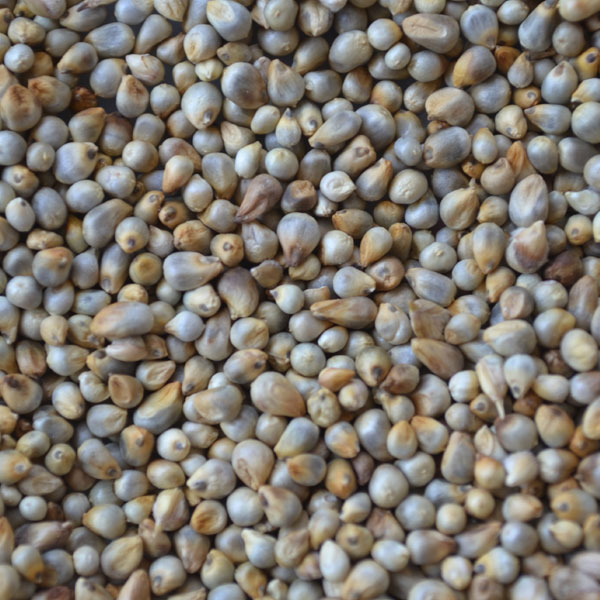 Organic Pearl Millet, Packaging Size : 25kg, 50kg