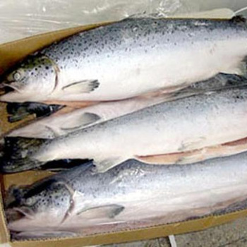 Fresh Frozen Farmed Atlantic Salmon, (Norway, Scotland, Canada, Australia,