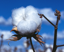 cotton