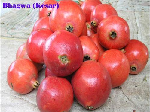 Organic Bhagwa Pomegranate