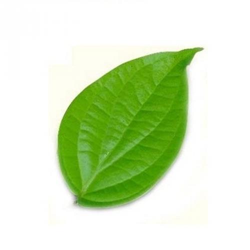 Organic Natural Betel Leaves, Length : 0-5 Inches