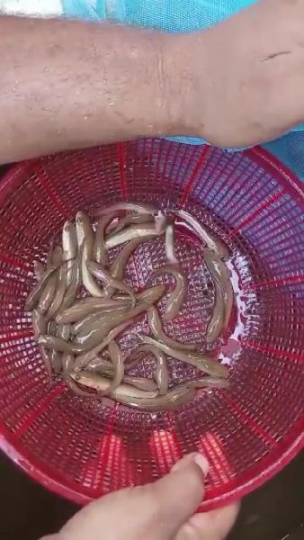 murrel fish seed
