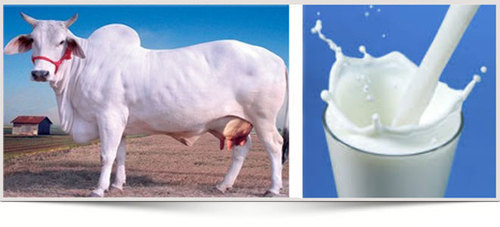 Organic cow milk, Packaging Type : Plastic Pouch, Tetra