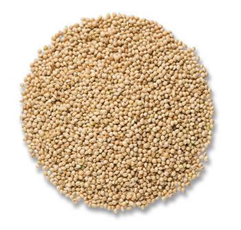 Organic Millet Seeds