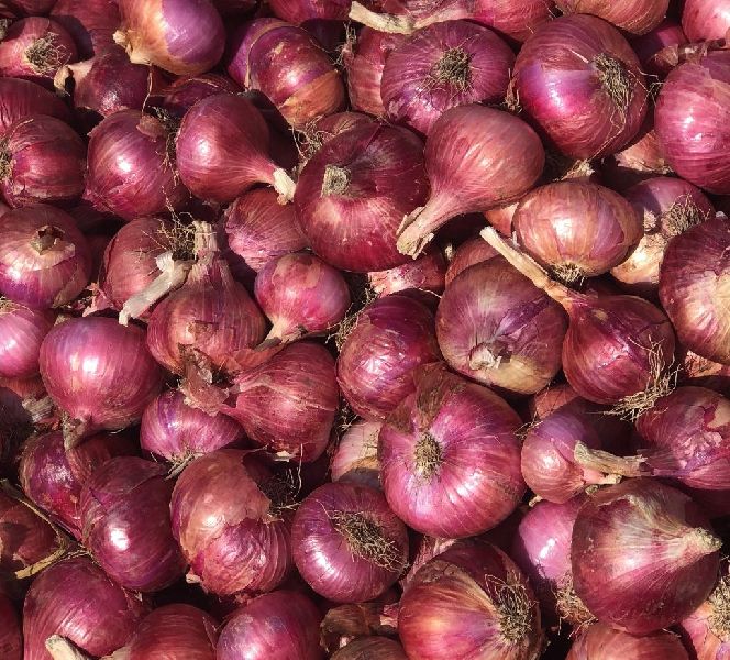 Organic fresh onion, Packaging Type : Jute Bags, Net Bags, Plastic Bags