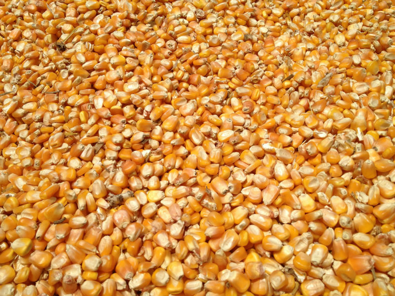 Organic maize cattle feed