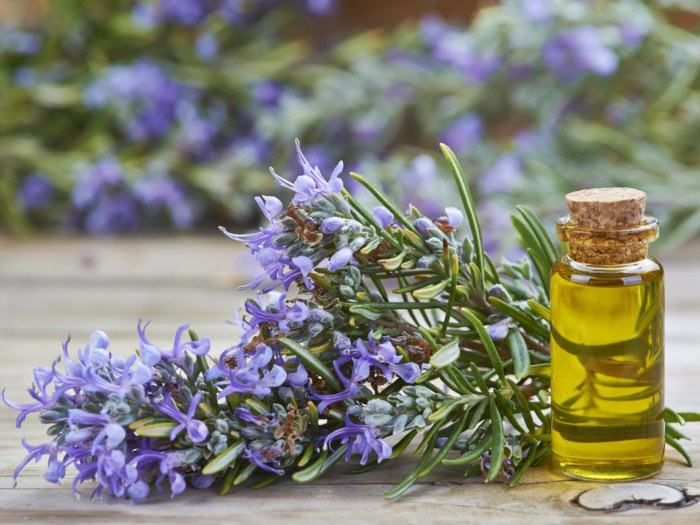 Leaves Rosemary Oil, for Cosmetics, Hair Products, Perfumery, Pharmaceuitcals, Feature : 100% Natural Herbal