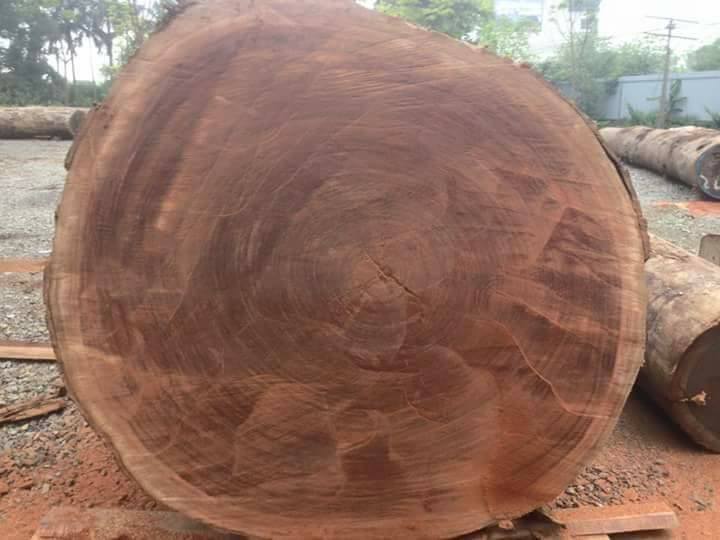 Okume round logs