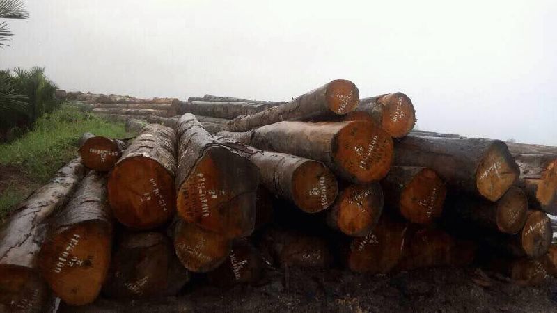 Timber Logs