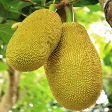 Organic Fresh Jackfruit, Color : Yellow