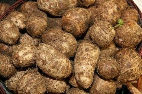 Organic Fresh Taro Root, for Medical Use, Packaging Size : Jute Bags, Plastic Packets