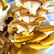 Organic Dried Golden Oyster Mushrooms, for Cooking, Style : Preserved