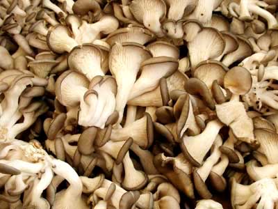 Dried Sajor Kaju Oyster Mushrooms, for Cooking, Style : Preserved