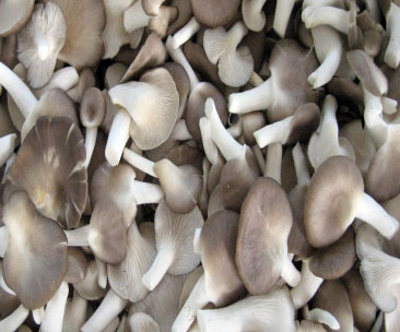 Fresh Sajar kaju Oyster Mushrooms, Color : Grey