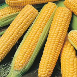 Organic Fresh Sweet Corn, Color : Yellow