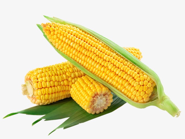 Yellow Sweet Corn, Style : Fresh