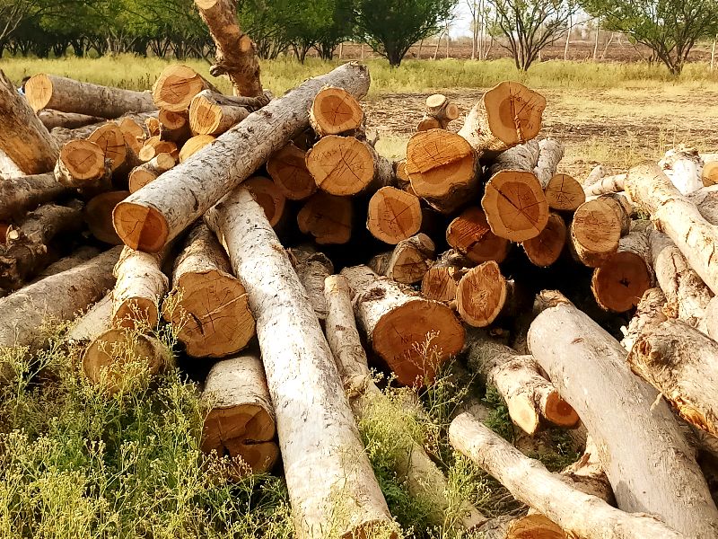 Spwood Round Non Polished Teak Wood Logs Indian, for Boats, Door, Making Furniture, Pattern : Plain