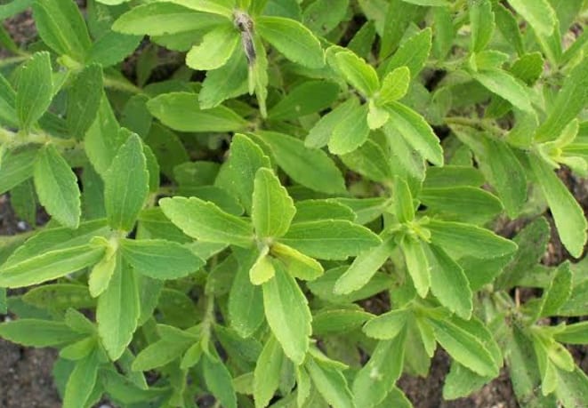 Stevia Leaves dry powder form, Feature : Exceptional Purity