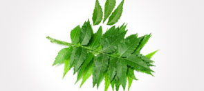 Organic Natural NEEM PLANTS, for Outdoor Use, Packaging Type : Plastic Pouch