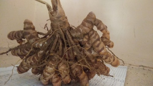 turmeric mother rhizome