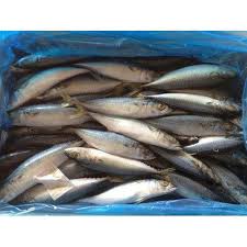 Frozen Mackerel Fish