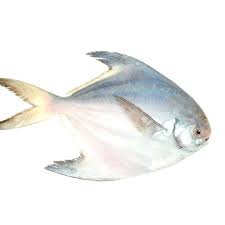 Pomfret Fish, for Cooking, Food, Human Consumption, Making Medicine, Making Oil, Style : Fresh, Frozen