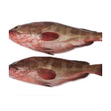 Reef Cod Fish, For Household, Restaurant, Style : Fresh, Frozen