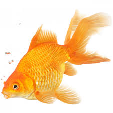 Gold fish, Age Group : 0-10 Days, 10-20 Days